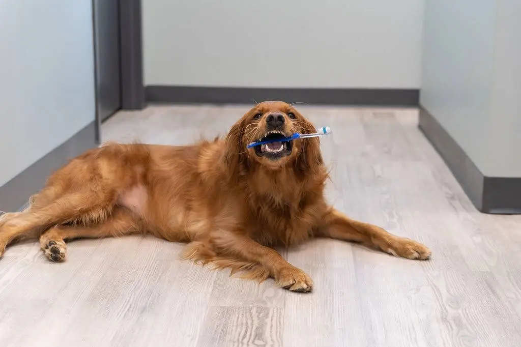 West Charlotte Dental