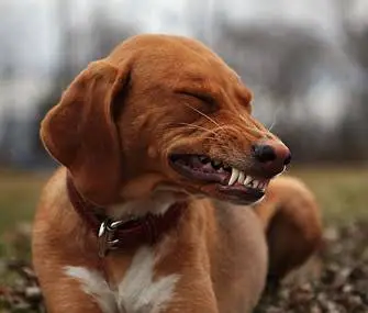 Smile Rite II