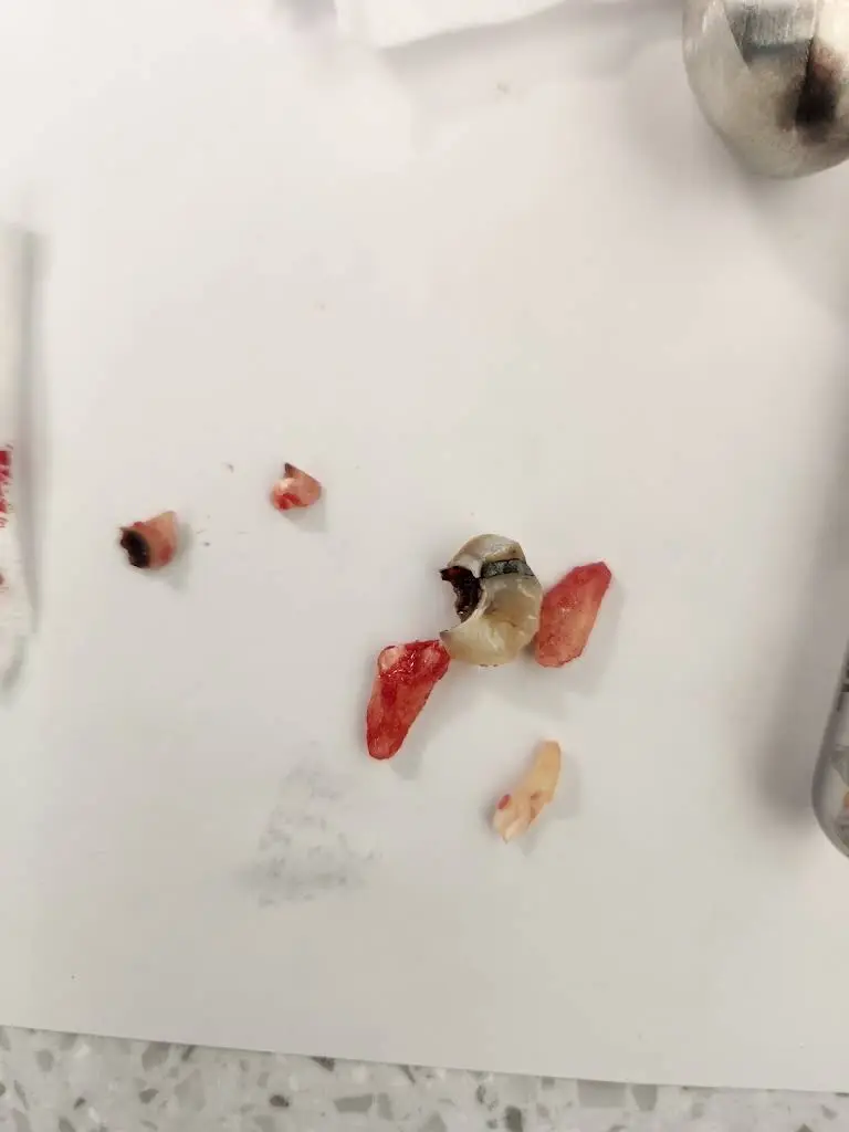 Urgent Dental