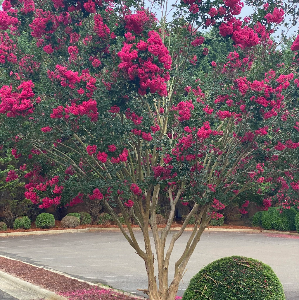 Hillsborough Periodontics and Implants Hana C Hobbs DDS, MS