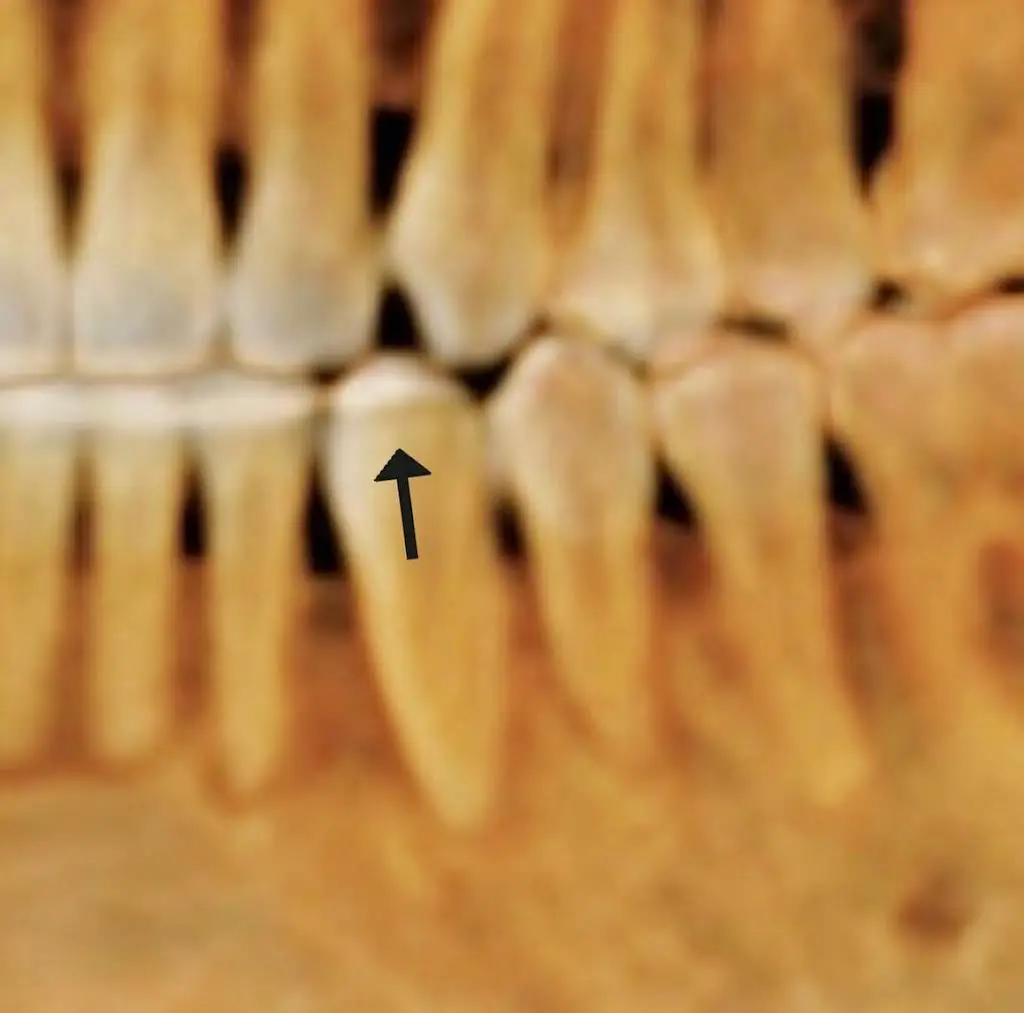 Webb & Goldsmith Orthodontics - Arboretum