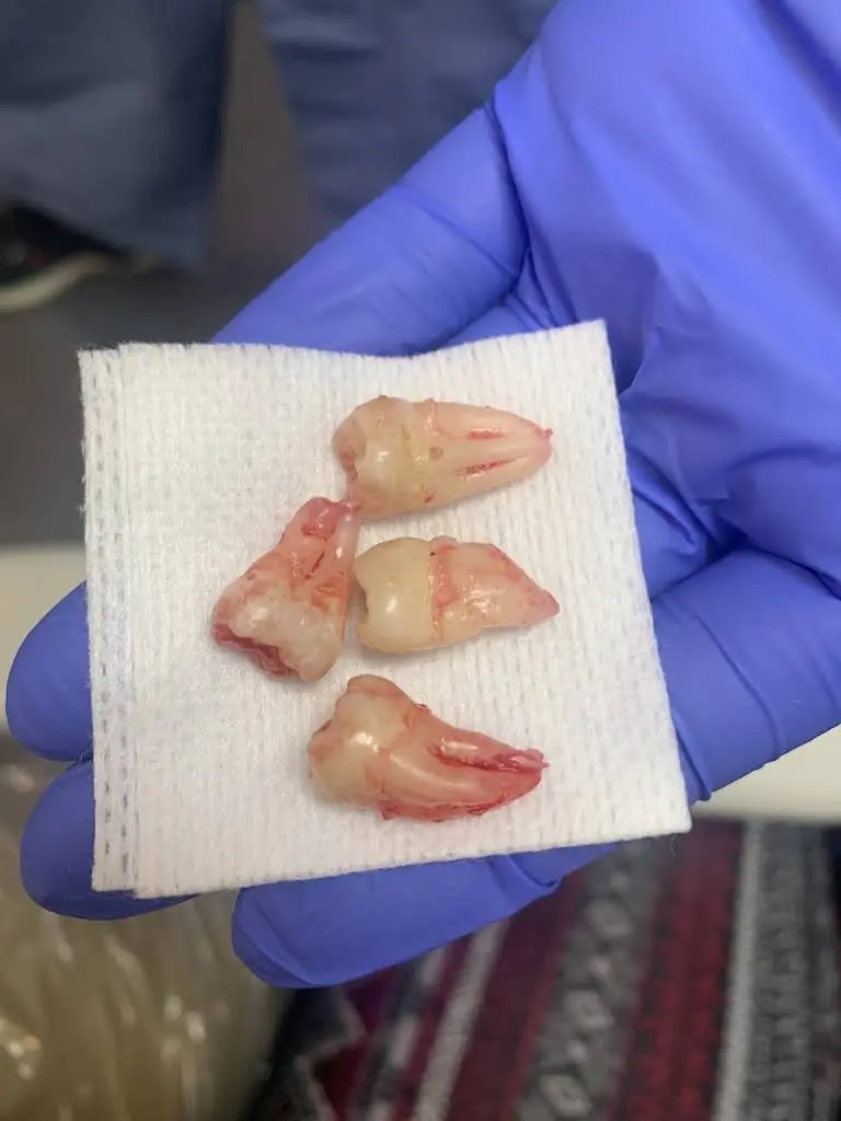 Dynamic Dental