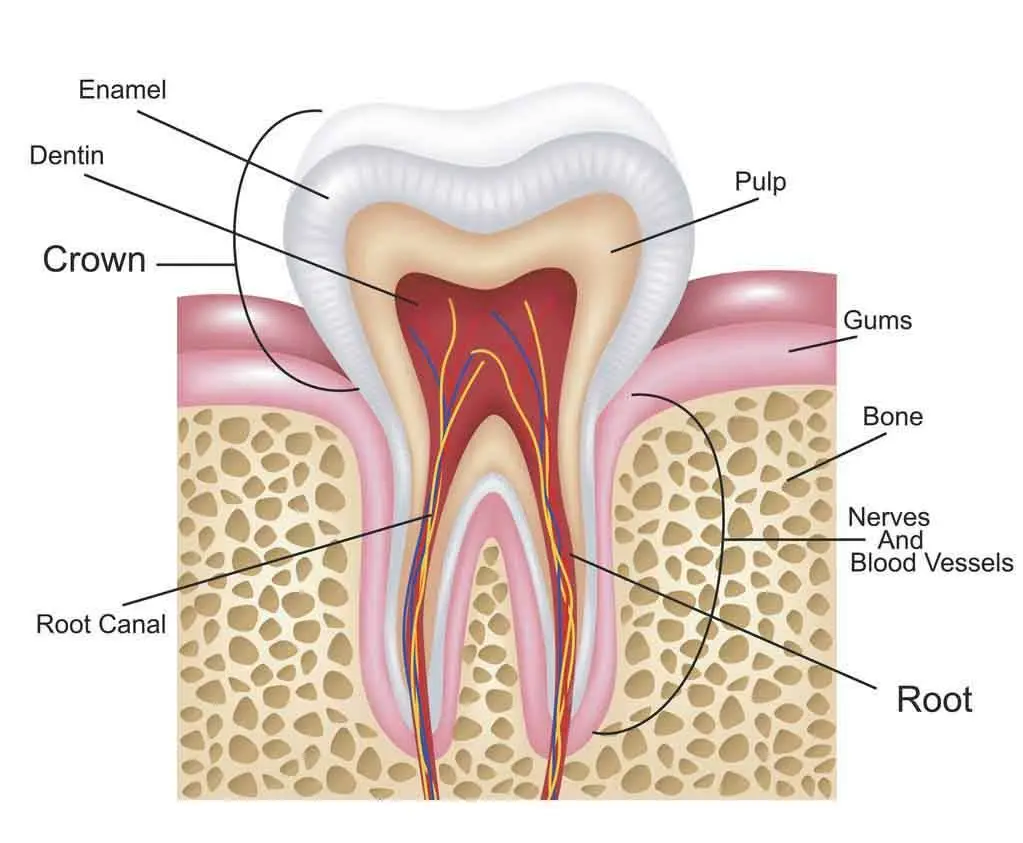 Advanced Endodontic Solutions