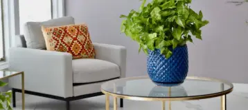 Access Dental