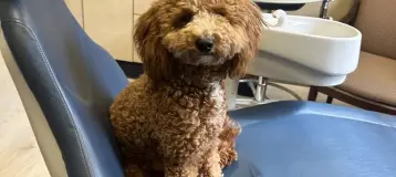 Giggles 'N Smiles