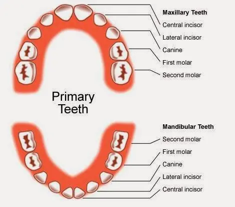 Bhrama Mandalapu, DDS / SRS Dental