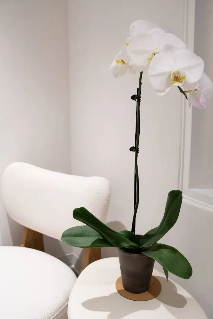 Plaza Dental Arts