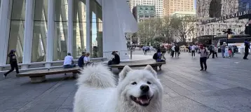 NYU Dentistry