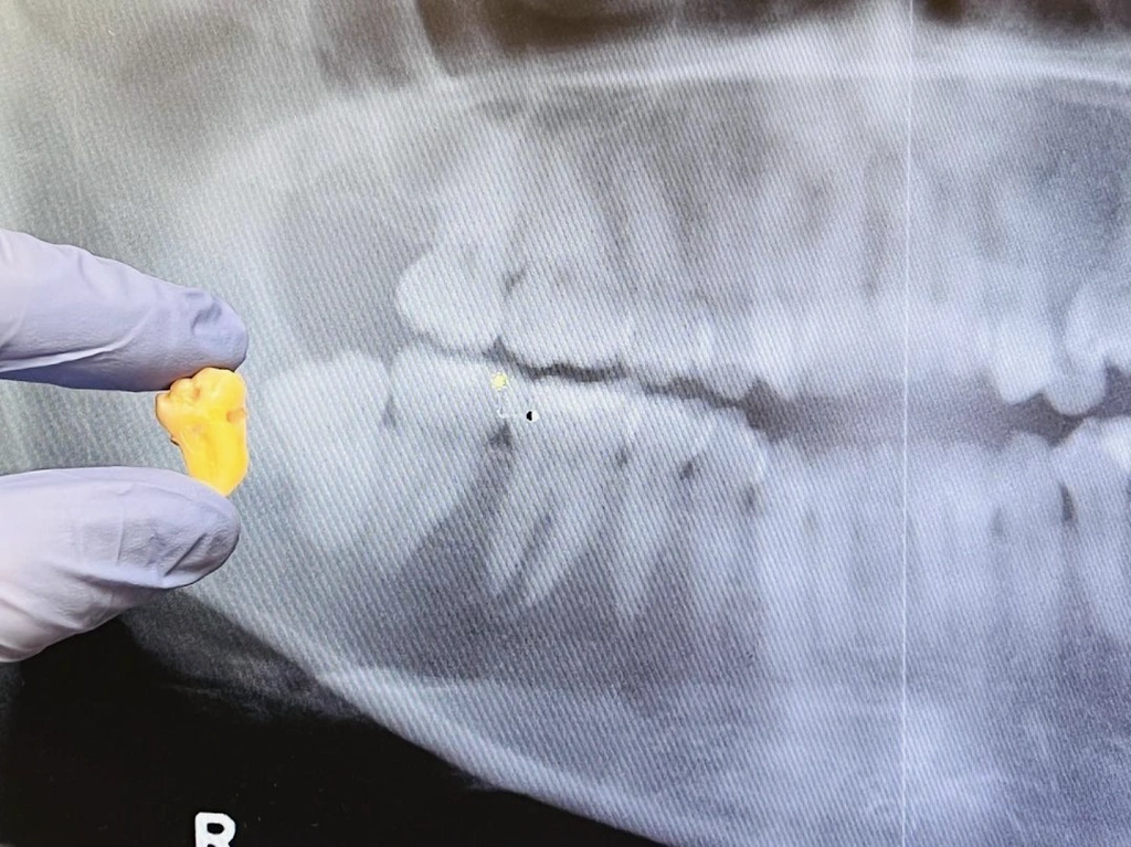 Dr. Mariana Savel, DDS Dental Clinic