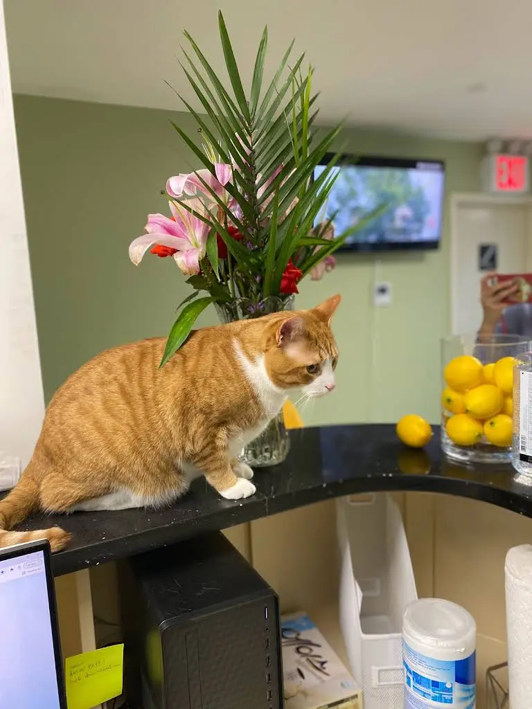 Lemon Tree Dental