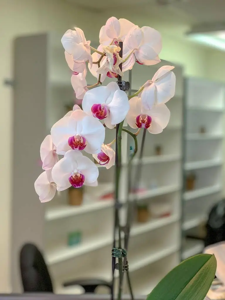 Beam Dental