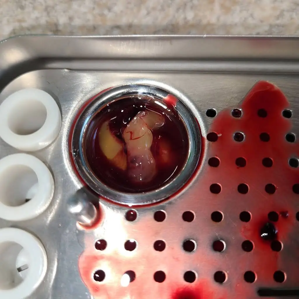 Boiano Dental