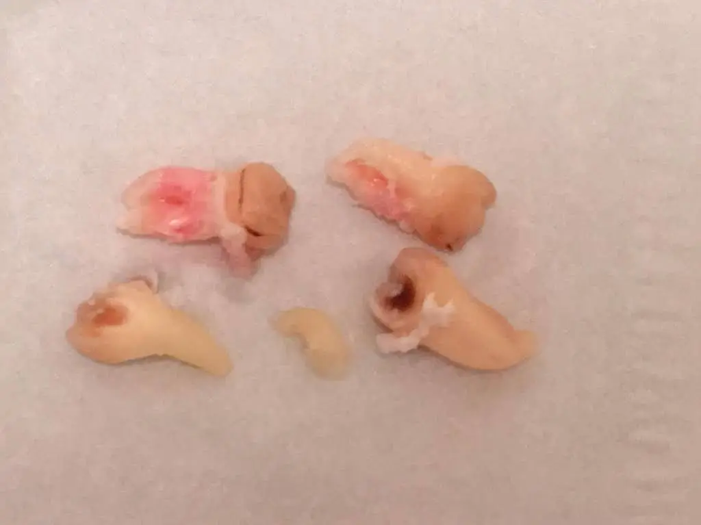 Da Vinci Dental Arts