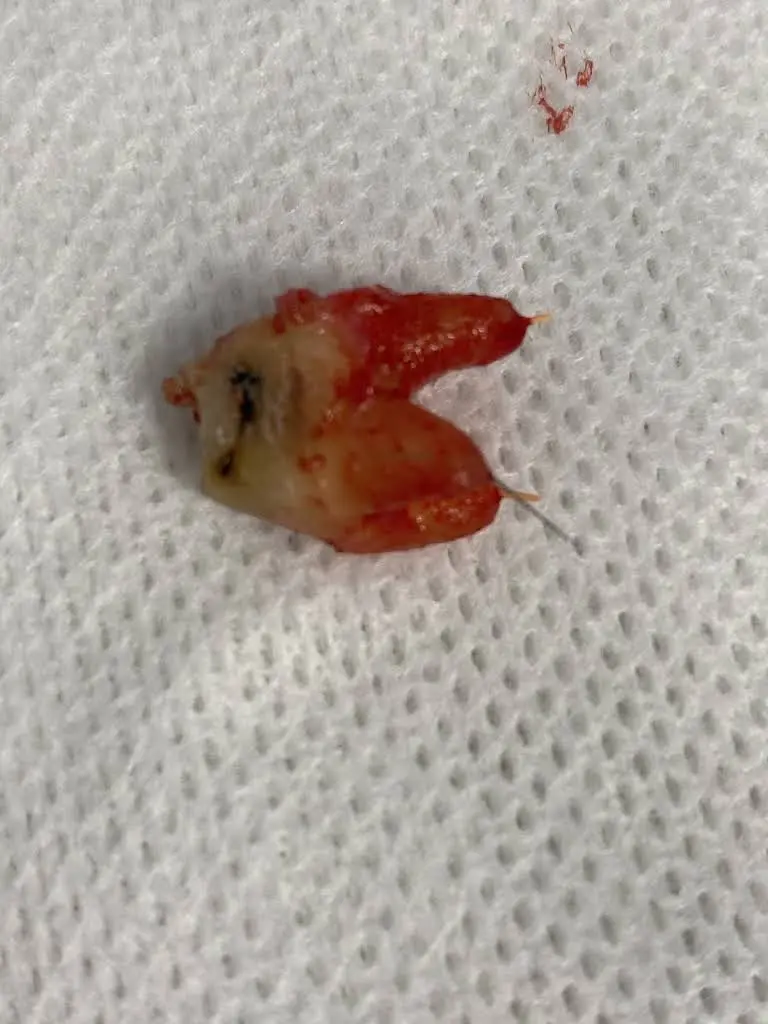 Surf Dental