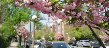 Bronxville Dental Care: Jenny A. Kanganis, DDS