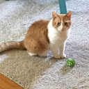 Amanda