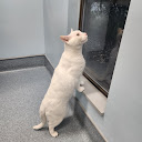 Kitten 65