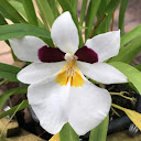 BERNICE ASAO