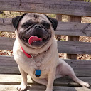 A Dog