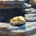 Haz