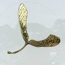 Seed Montessori