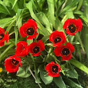Rosa Maria