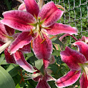 Anne Z