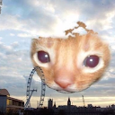 kitty