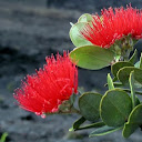 clehua3