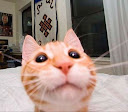 Ni