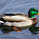 Ducksandstuff111