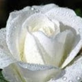 Renu