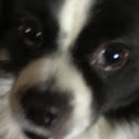 MyDogis Cool
