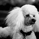 Gracie S