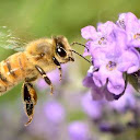 Bee Aura