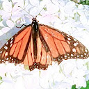 Karees Brown