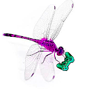 Odonata