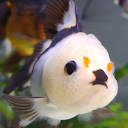 Sakyroh