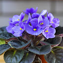 Violet Bannister
