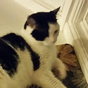 Cat Cat