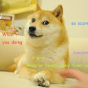 prodefense doge
