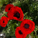Laleh Zadeh (Tulipz)