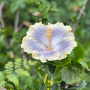 Yami