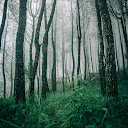 Ambient Bliss
