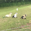 Alexandra Loves Goats