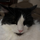 Rosie H