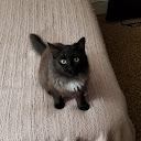 Don Merlin