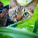 1-Eye Kitty Monty