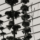 Chrysii the Evil S