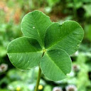 4clover